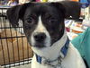 adoptable Dog in , GA named Sport