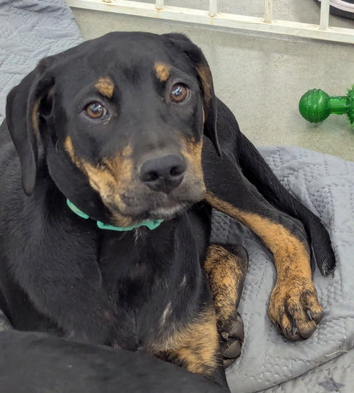 SITKA - Hound / Labrador Retriever available for adoption
