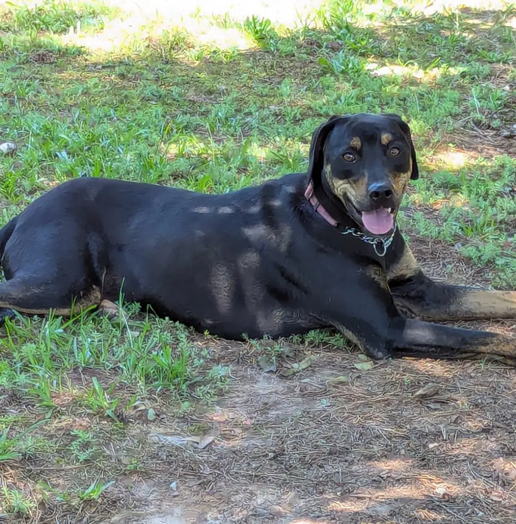 Sitkafee Sponsored - Labrador Retriever