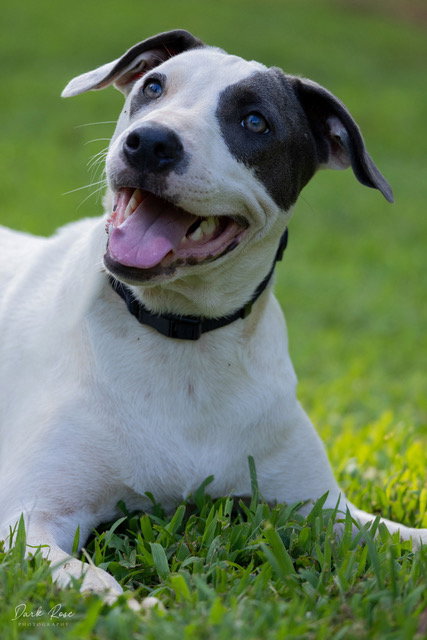 CLOUD - American Bulldog / Whippet available for adoption