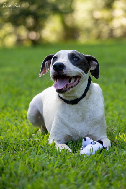 CLOUD - American Bulldog / Whippet available for adoption