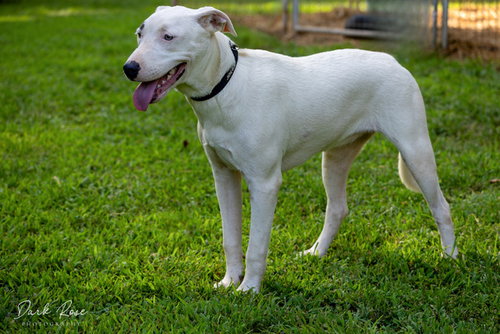 SNOW - American Bulldog / Whippet available for adoption