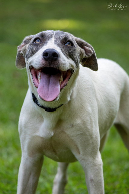 SUNNY - American Bulldog / Whippet available for adoption