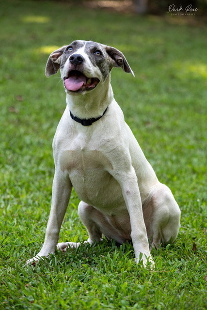 SUNNY - American Bulldog / Whippet available for adoption