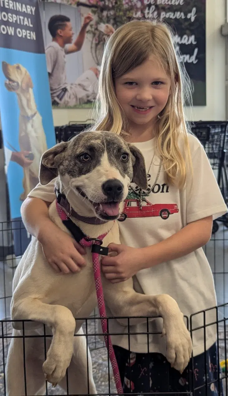 Sunnyfee Sponsored - Labrador Retriever