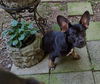 adoptable Dog in  named Pluto