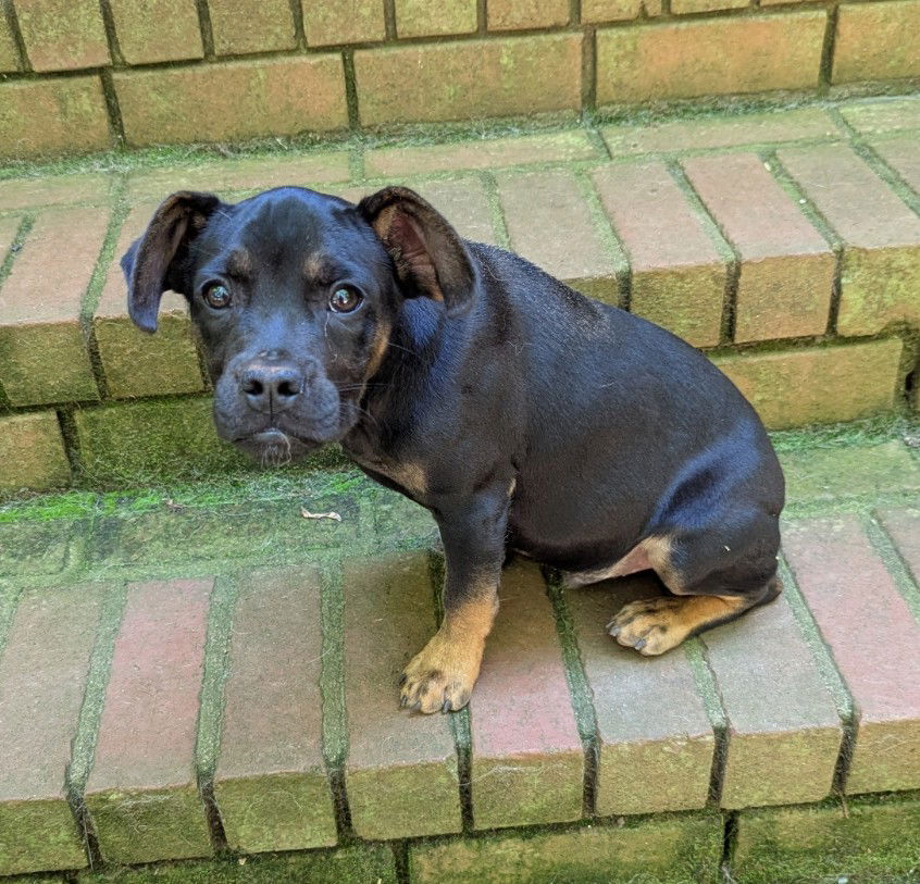 adoptable Dog in Milner, GA named Mars