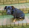 adoptable Dog in  named Mars