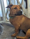 adoptable Dog in  named Flynn