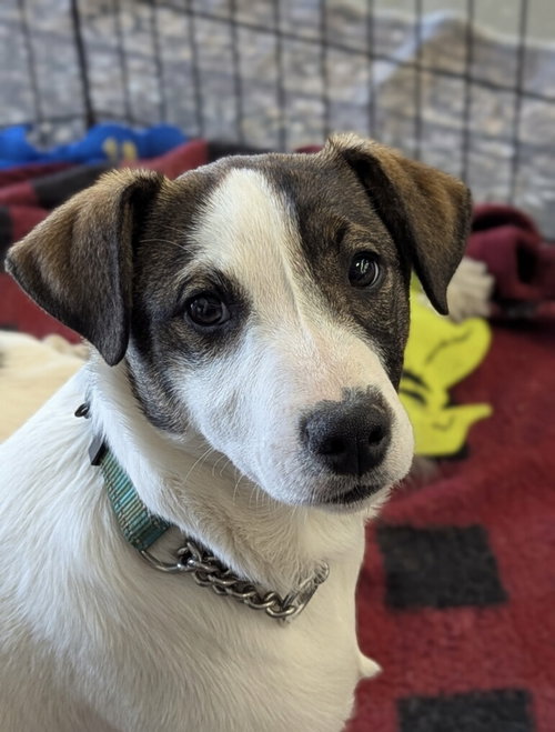 Randy, an adoptable Jack Russell Terrier in Milner, GA