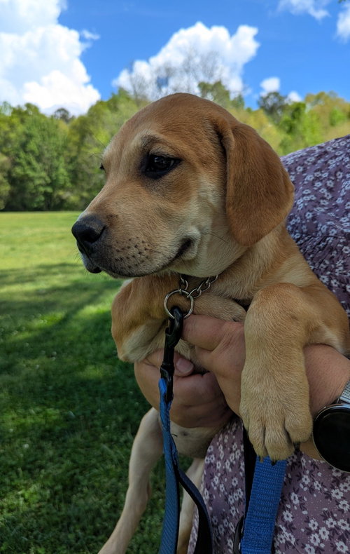 Bonnie, an adoptable Labrador Retriever in Milner, GA