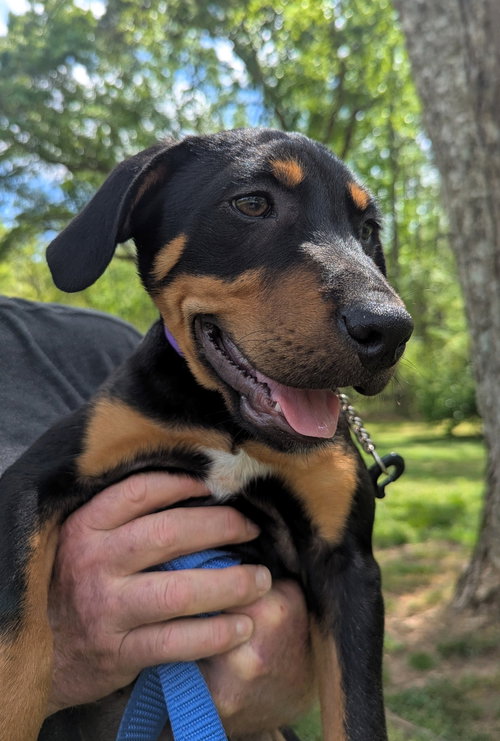 Tyler, an adoptable Labrador Retriever in Milner, GA