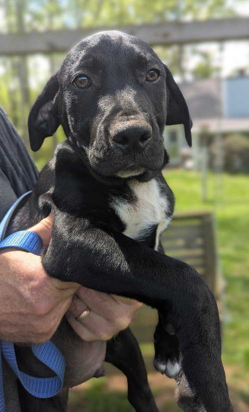 Bandit, an adoptable Labrador Retriever in Milner, GA