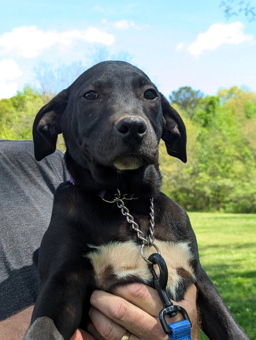 Sox, an adoptable Labrador Retriever in Milner, GA