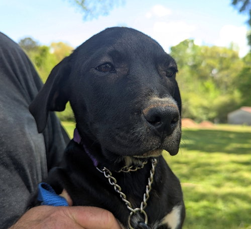 Buttons, an adoptable Labrador Retriever in Milner, GA
