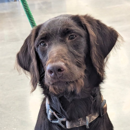 Jeri, an adoptable Chocolate Labrador Retriever in Milner, GA