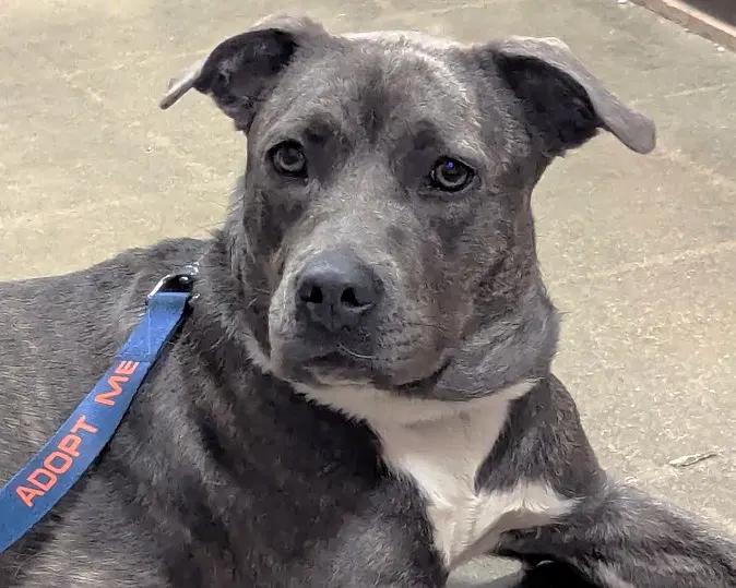 Dixie - Staffordshire Bull Terrier