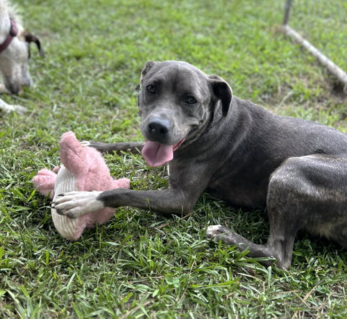 Dixie photo 1