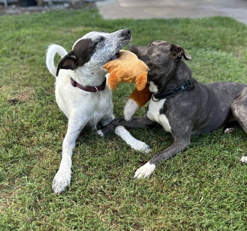 Dixie photo 3