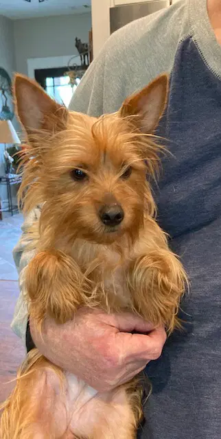 Malbu - Yorkshire Terrier Yorkie