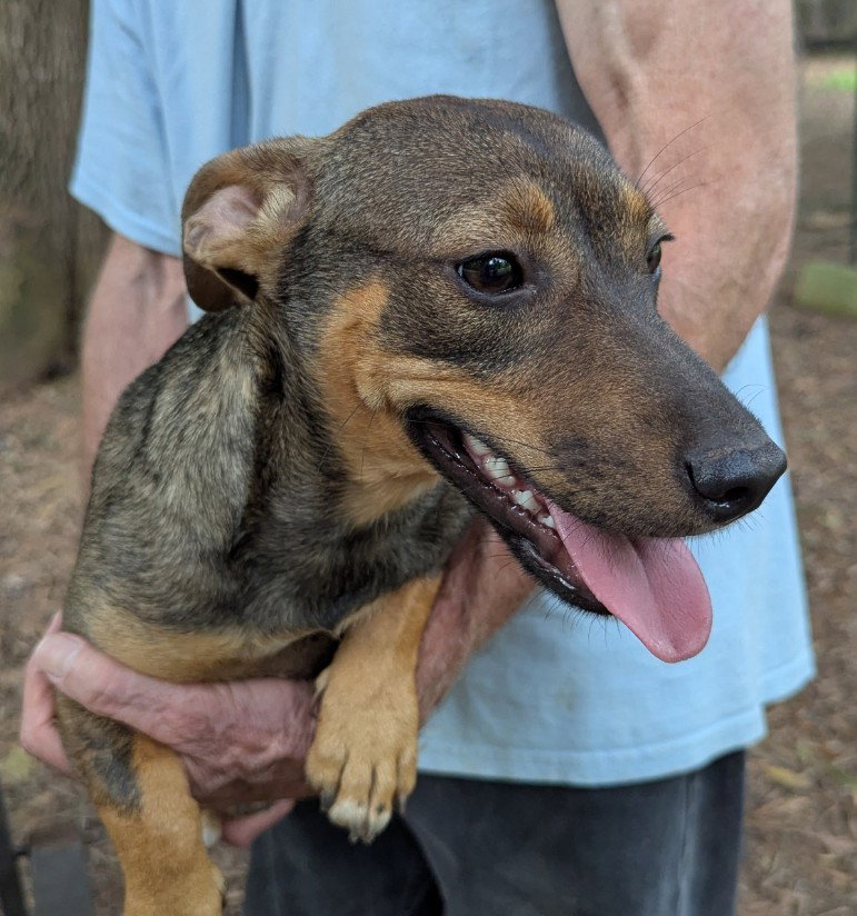 Pennywinkle, Dachshund