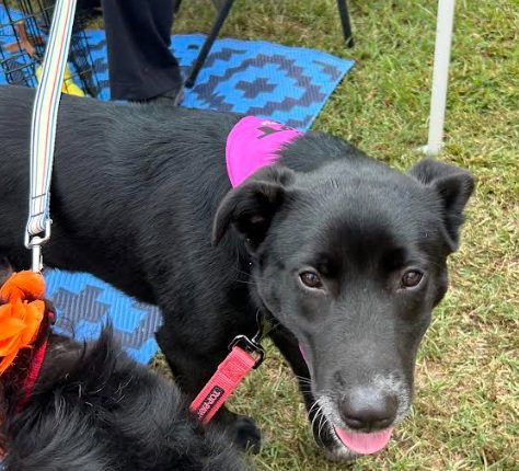 Lilli, a dog for adoption from Southern Crescent Canine Rescue