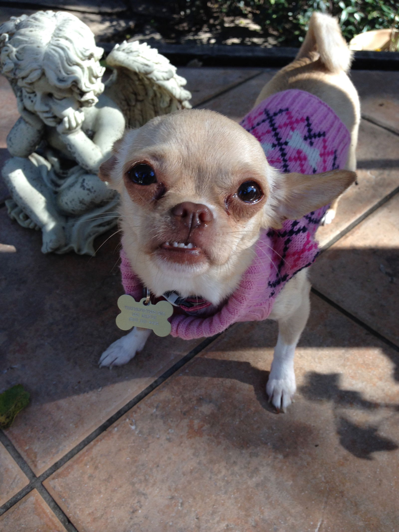 Underbite chihuahua hot sale