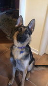 Sadie - Photo 3