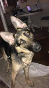 Sadie - Photo 4