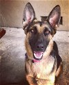 adoptable Dog in milpitas, CA named Sadie