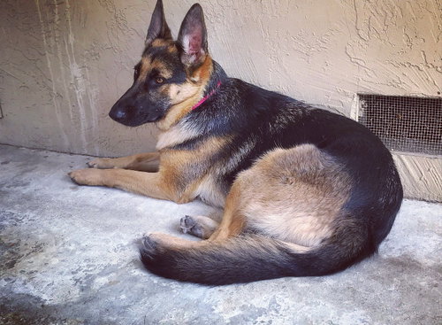 SADIE - German Shepherd Dog available for adoption