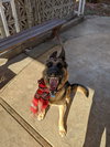 Sadie - Photo 5