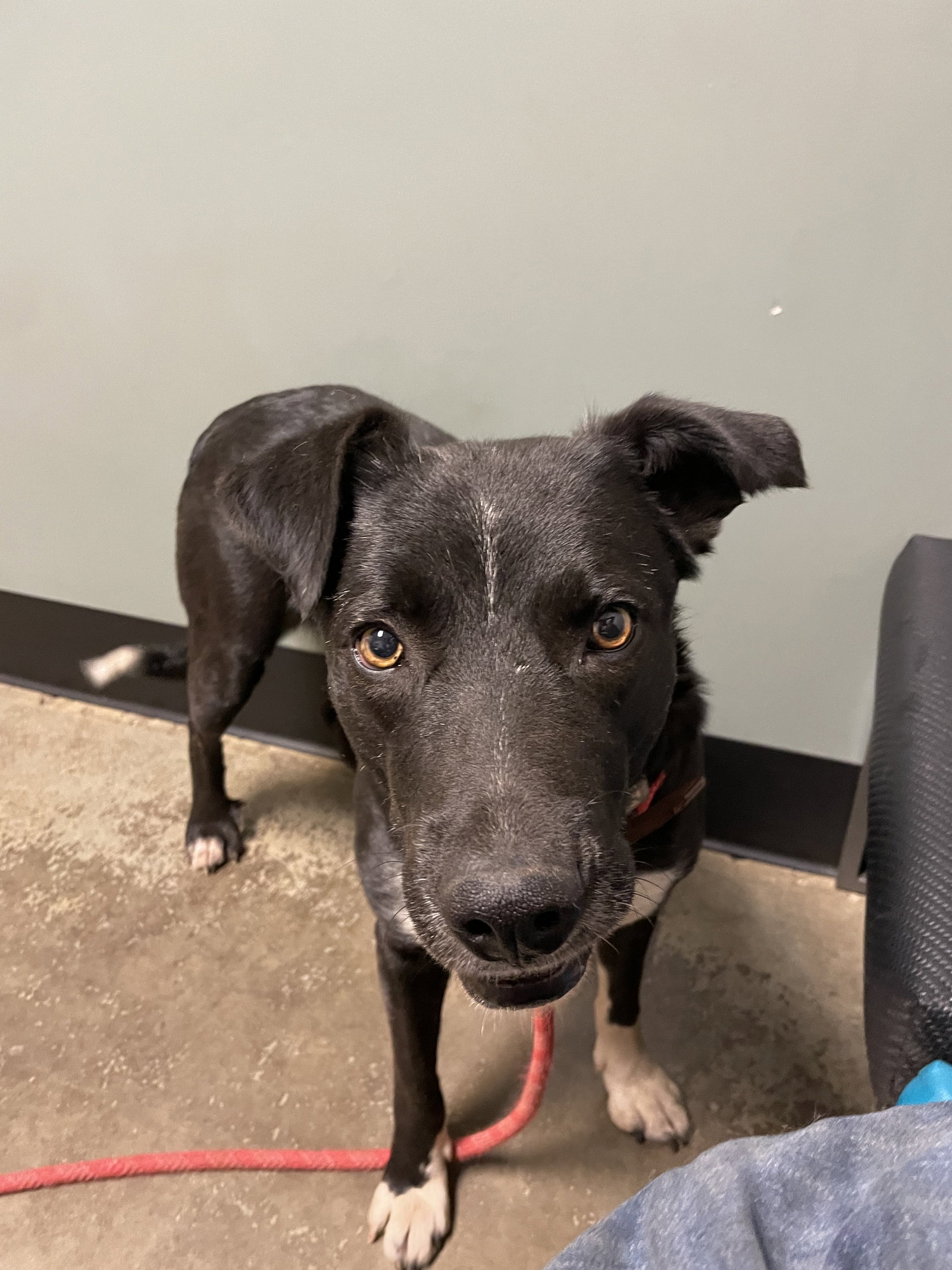 Dog for Adoption Portia, a Border Collie in San Joaquin, CA Alpha Paw