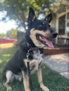 Snickers - Photo 3