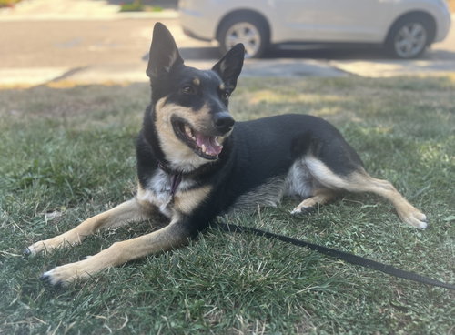 SNICKERS - Australian Kelpie / Australian Cattle Dog/Blue Heeler available for adoption