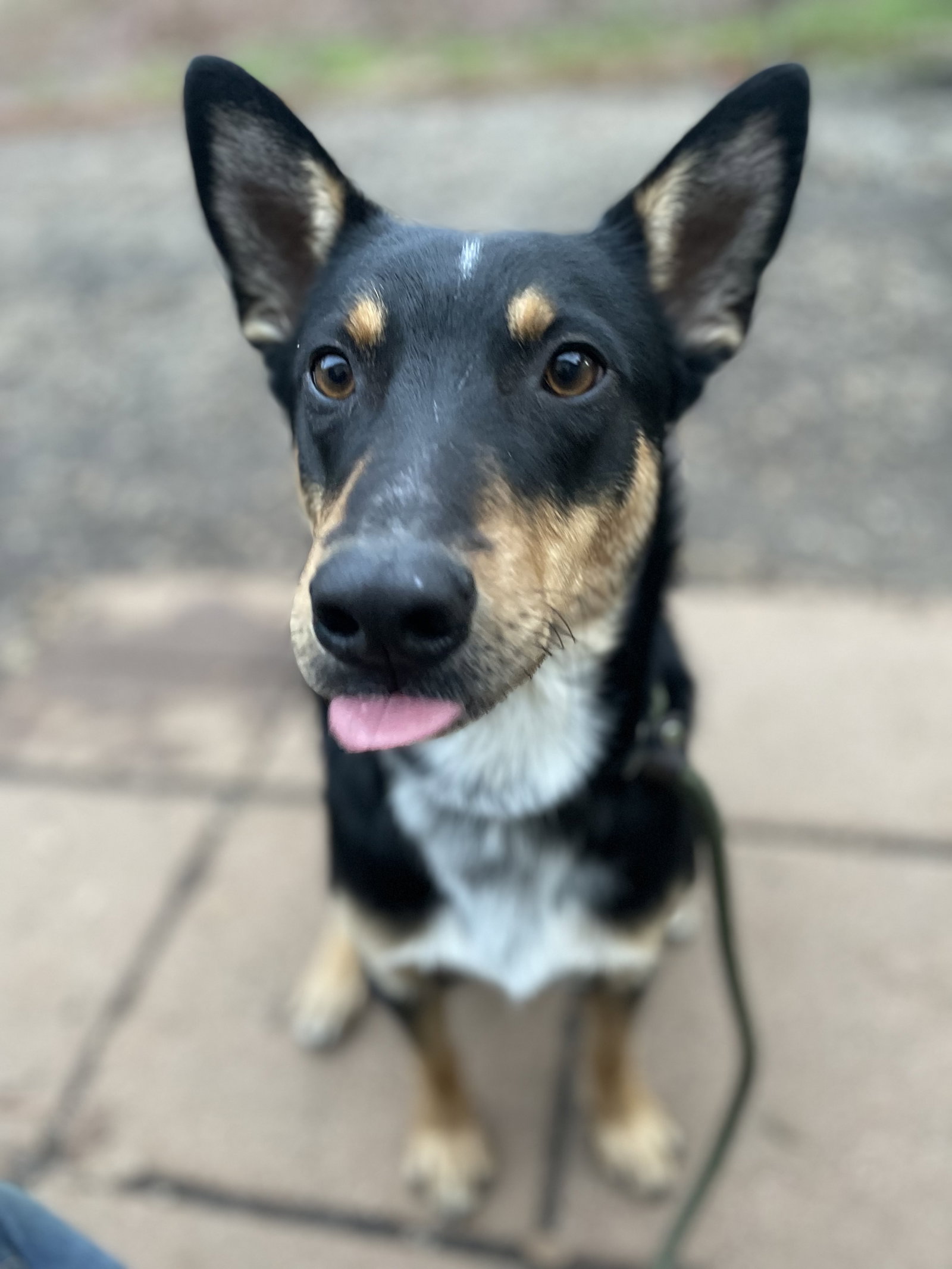 URGENT NEED FOSTER - Snickers