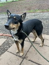 Snickers - Photo 6
