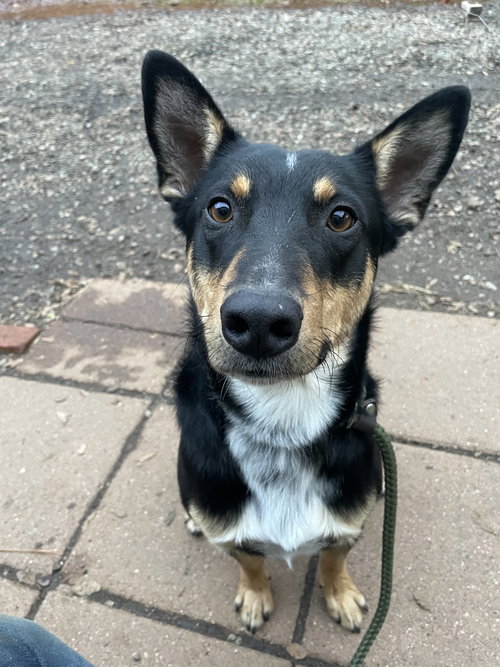 SNICKERS - Australian Kelpie / Australian Cattle Dog/Blue Heeler available for adoption