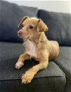 adoptable Dog in milpitas, CA named Naya