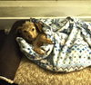Lucy - Photo 8