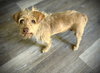 Lucy - Photo 5
