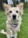 adoptable Dog in milpitas, CA named Chloe