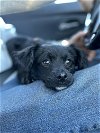 adoptable Dog in milpitas, CA named Cricket