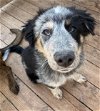 adoptable Dog in milpitas, CA named Baloo