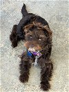 adoptable Dog in milpitas, CA named Mushu