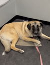 adoptable Dog in  named Lala, CGC