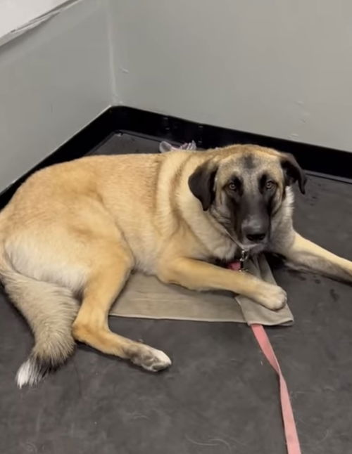 picture of the dog needing adoption