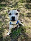 adoptable Dog in milpitas, CA named Pogo