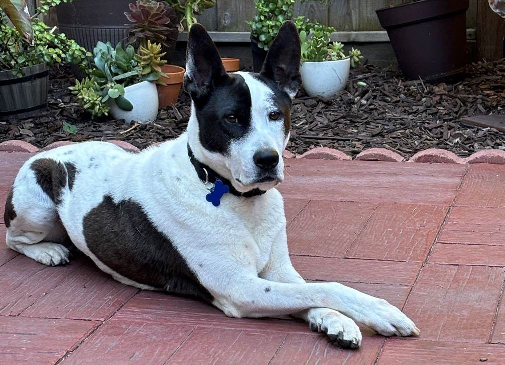 adoptable Dog in Milpitas, CA named Dotty - URGENT FOSTER