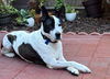 adoptable Dog in  named Dotty - URGENT FOSTER